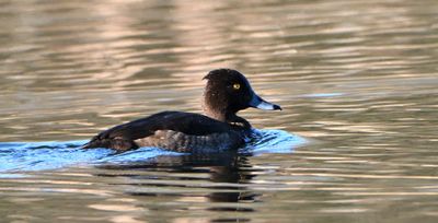 Tufted Duck