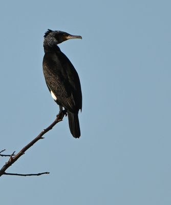 Cormorant