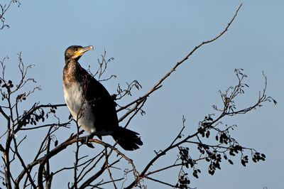 Cormorant