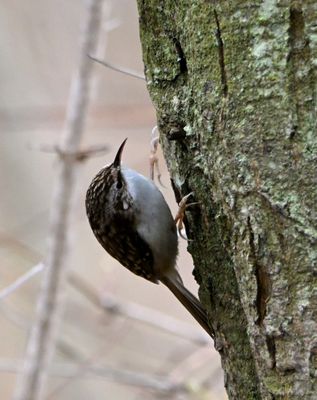 Treecreeper