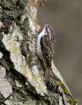Treecreeper