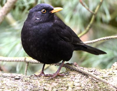 Blackbird