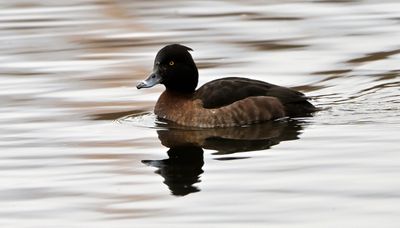Tufted Duck