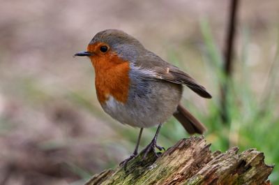 Robin