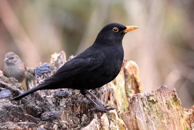 Blackbird