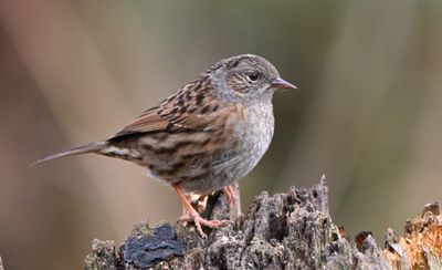 Dunnock