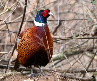 Pheasant