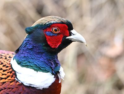 Pheasant