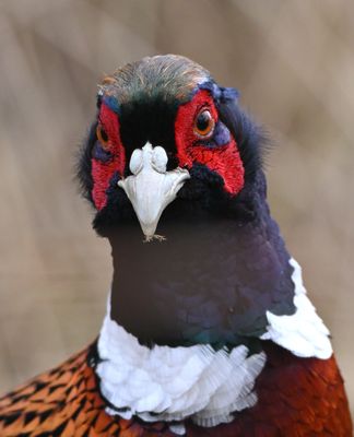 Pheasant