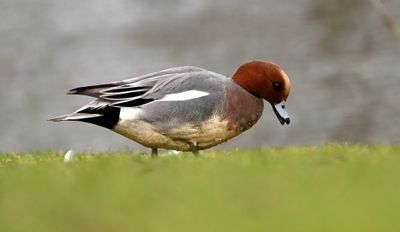 Wigeon