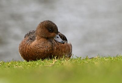 Wigeon
