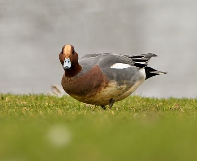 Wigeon