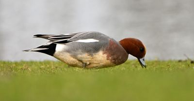 Wigeon