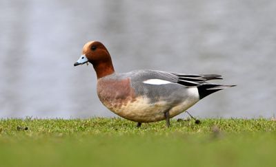 Wigeon