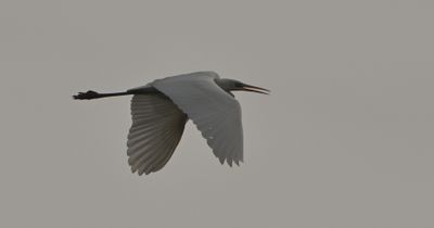 Great White Egret