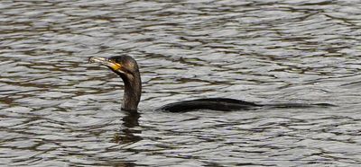 Cormorant