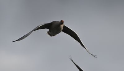Greylag Goose