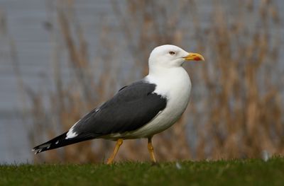 Lesser Black-backed Gull