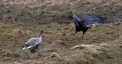 Raven & Pink-footed Goose