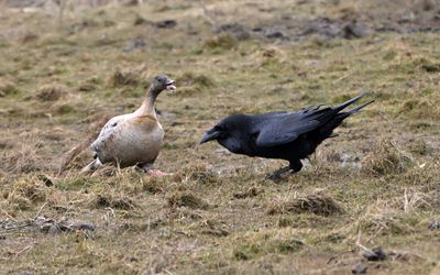 Raven & Pink-footed Goose