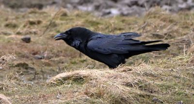 Raven