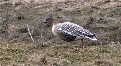 Pink-footed Goose