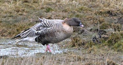 Pink-footed Goose
