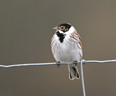 Reed Bunting