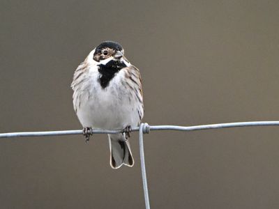 Reed Bunting