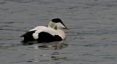 Eider