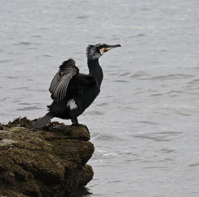 Cormorant
