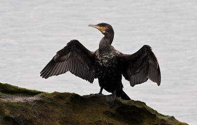 Cormorant