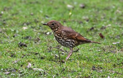 Song Thrush