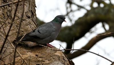 Stock Dove