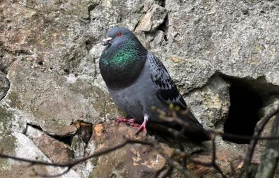 Feral Pigeon