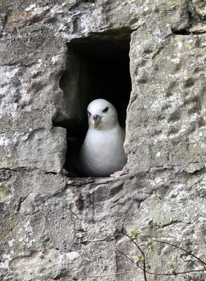 Fulmar