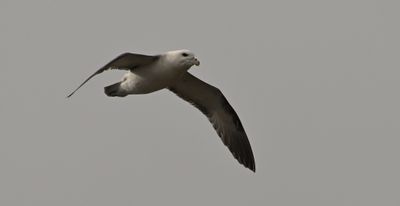 Fulmar