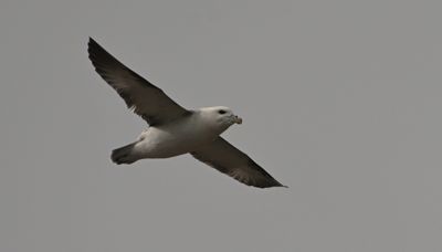 Fulmar