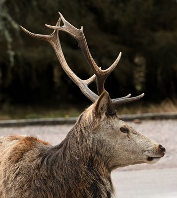Red Deer