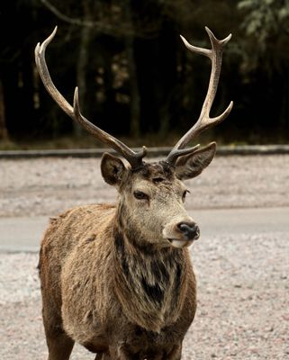 Red Deer