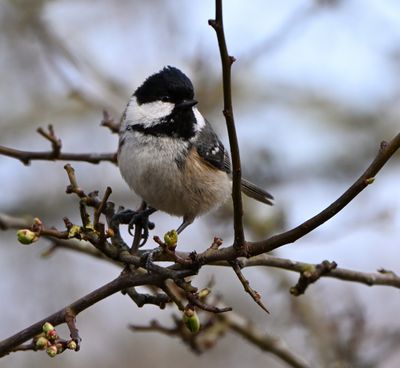 Coal Tit