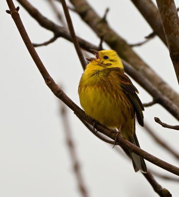 Yellowhammer