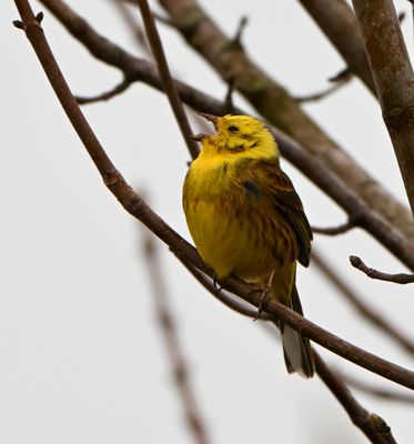 Yellowhammer