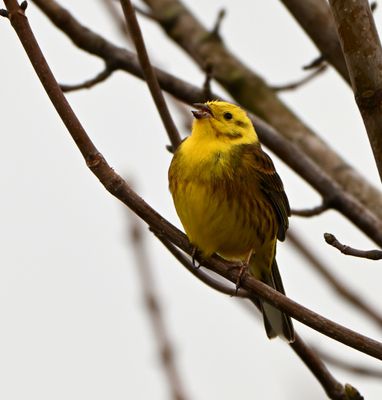 Yellowhammer