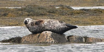 Common Seal