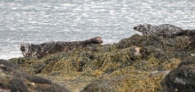 Common Seal