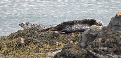 Common Seal
