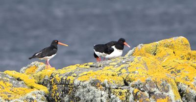Oystercatcher