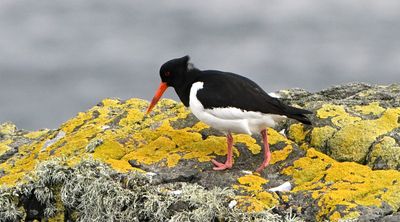 Oystercatcher