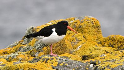 Oystercatcher